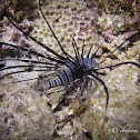 Black Lionfish