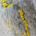 Common Goldspeck