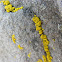 Common Goldspeck