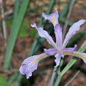 Tough-leaved Iris