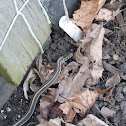 Eastern Garter Snake