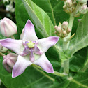Crown flower