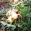 Common toad