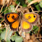 Southern Gatekeeper, Lobito jaspeado.