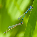 Familiar bluets
