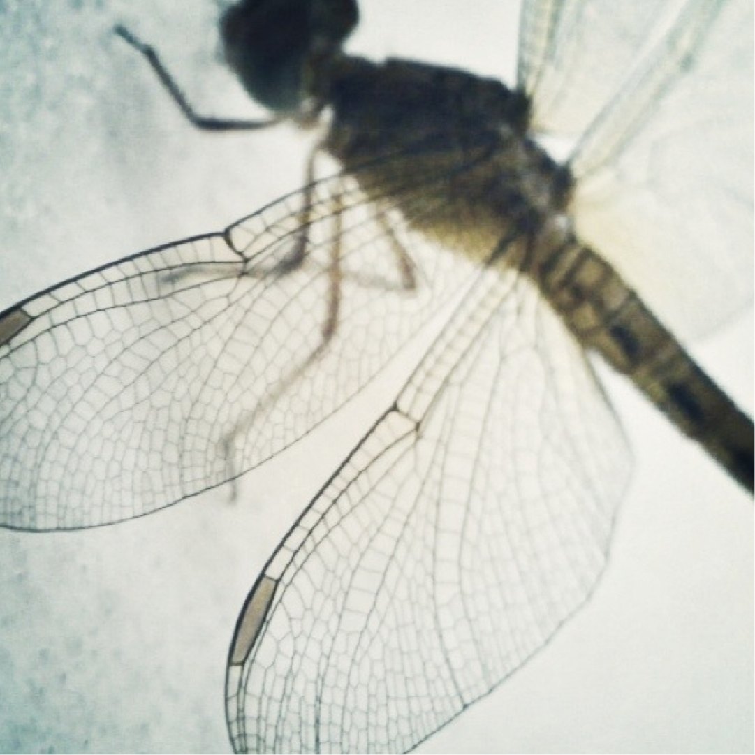 Dragon fly