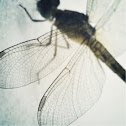 Dragon fly
