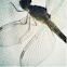 Dragon fly