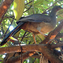 Chaco Chachalaca