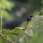 Scarlet Backed Flowerpecker