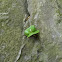 Beech (seedling)