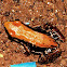 Fungoid Frog