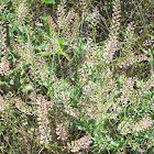 Pepper Grass