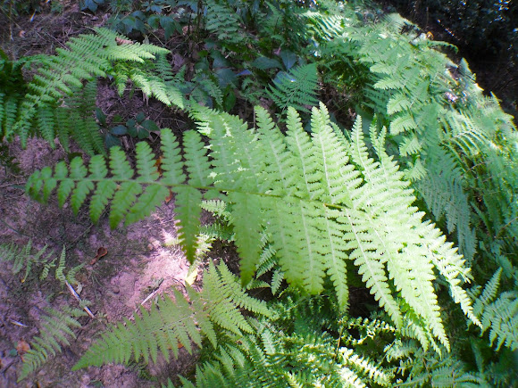 Spotting Image 1