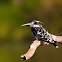 Pied Kingfisher