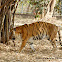 Bengal Tiger