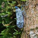 Lantern Bug