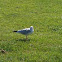 Black headed gull