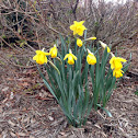 Daffodil