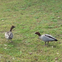 Native Wildlife of Tea Gardens, NSW, Australia