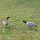 Native Wildlife of Tea Gardens, NSW, Australia