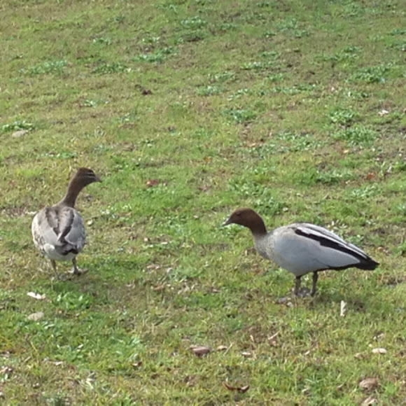 Spotting Image 1
