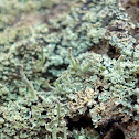 Lichen