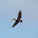 Brown Pelican
