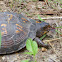 Eastern box turtle