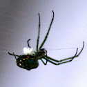 Orchard Spider