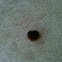 Unknown caterpillar