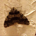 The Half-wing - ♂