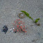 Hydrozoan