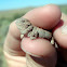 desert horned lizard