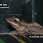 Common Tree Frog