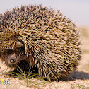 ETHIOPIAN HEDGEHOG