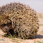 ETHIOPIAN HEDGEHOG