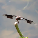 Common Whitetail