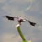Common Whitetail