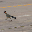 Greater Roadrunner
