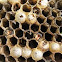 Wasps Nest