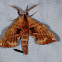 Walnut Sphinx