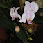 Orchid