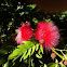Calliandra