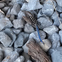 Five-lined Skink