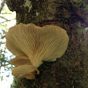 Lung Oyster