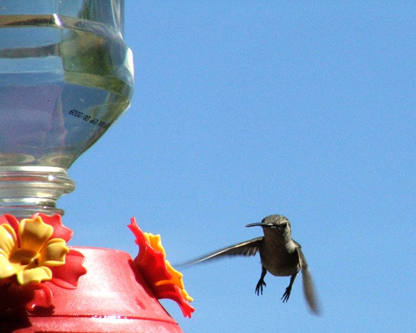[hummingbird1[3].jpg]