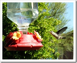 hummingbird2