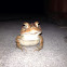 Southern Toad
