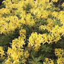 Rhododendron